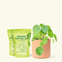 Chinese Money Plant, Medium