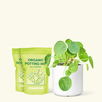 Chinese Money Plant, Medium