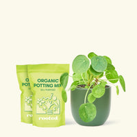 Chinese Money Plant, Medium