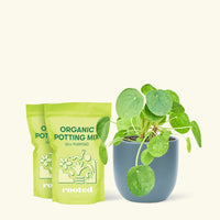 Chinese Money Plant, Medium