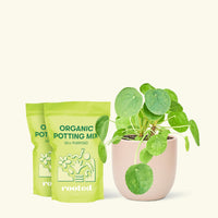 Chinese Money Plant, Medium