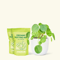 Chinese Money Plant, Medium