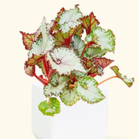 Ceramic Square Planter