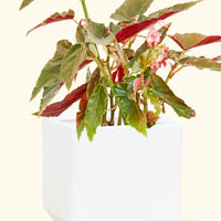 Ceramic Square Planter