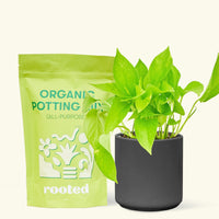 A bag of Organic Potting Mix to the left of a String of Hearts in a black cylinder ceramic pot.