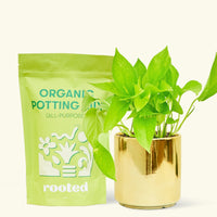 A bag of Organic Potting Mix to the left of a String of Hearts in a gold cylinder ceramic pot.