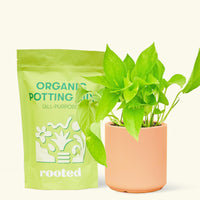 A bag of Organic Potting Mix to the left of a String of Hearts in a peach cylinder ceramic pot.