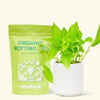 A bag of Organic Potting Mix to the left of a String of Hearts in a white cylinder ceramic pot.