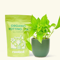 A bag of Organic Potting Mix to the left of a String of Hearts in a green rounded ceramic pot.