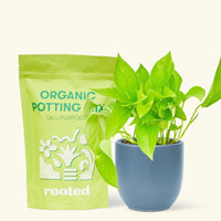 A bag of Organic Potting Mix to the left of a String of Hearts in a indigo rounded ceramic pot.