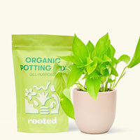 A bag of Organic Potting Mix to the left of a String of Hearts in a pink rounded ceramic pot.