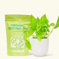 A bag of Organic Potting Mix to the left of a String of Hearts in a white rounded ceramic pot.