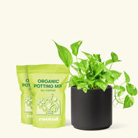 Golden Pothos, Medium