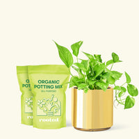 Golden Pothos, Medium
