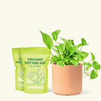 Golden Pothos, Medium
