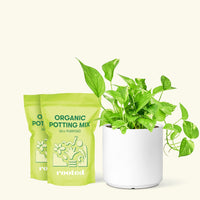 Golden Pothos, Medium