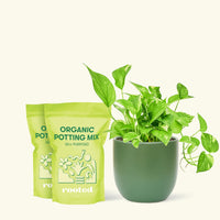 Golden Pothos, Medium