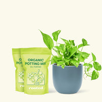 Golden Pothos, Medium