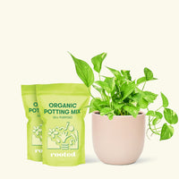 Golden Pothos, Medium