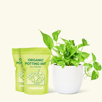 Golden Pothos, Medium