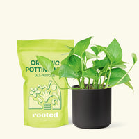 Small Jade Pothos (Epipremnum aureum) in a black cylinder pot and a bag of soil.