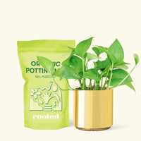 Small Jade Pothos (Epipremnum aureum) in a gold cylinder pot and a bag of soil.