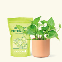 Small Jade Pothos (Epipremnum aureum) in a peach cylinder pot and a bag of soil.