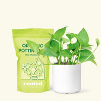 Small Jade Pothos (Epipremnum aureum) in a white cylinder pot and a bag of soil.