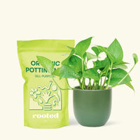Small Jade Pothos (Epipremnum aureum) in a green rounded pot and a bag of soil.