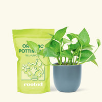 Small Jade Pothos (Epipremnum aureum) in a indigo rounded pot and a bag of soil.