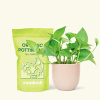 Small Jade Pothos (Epipremnum aureum) in a pink rounded pot and a bag of soil.