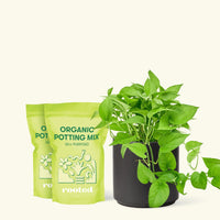Medium Pothos 'Jade' (Epipremnum aureum) in a black cylinder pot and two bag of soil.