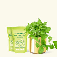 Medium Pothos 'Jade' (Epipremnum aureum) in a gold cylinder pot and two bag of soil.