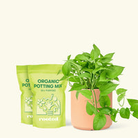 Medium Pothos 'Jade' (Epipremnum aureum) in a peach cylinder pot and two bag of soil.