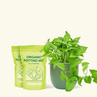 Medium Pothos 'Jade' (Epipremnum aureum) in a green rounded pot and two bag of soil.