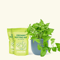 Medium Pothos 'Jade' (Epipremnum aureum) in a indigo rounded pot and two bag of soil.