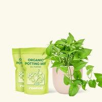 Medium Pothos 'Jade' (Epipremnum aureum) in a pink rounded pot and two bag of soil.