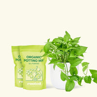 Medium Pothos 'Jade' (Epipremnum aureum) in a white rounded pot and two bag of soil.