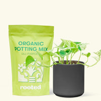 Small Pothos 'Marble Queen' (Epipremnum aureum) in a black cylinder pot and a bag of soil.