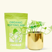 Small Pothos 'Marble Queen' (Epipremnum aureum) in a gold cylinder pot and a bag of soil.