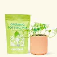 Small Pothos 'Marble Queen' (Epipremnum aureum) in a peach cylinder pot and a bag of soil.