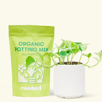 Small Pothos 'Marble Queen' (Epipremnum aureum) in a white cylinder pot and a bag of soil.