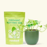 Small Pothos 'Marble Queen' (Epipremnum aureum) in a green rounded pot and a bag of soil.