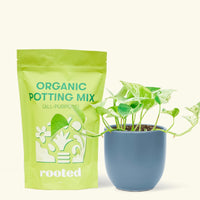 Small Pothos 'Marble Queen' (Epipremnum aureum) in a indigo rounded pot and a bag of soil.