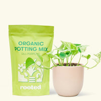 Small Pothos 'Marble Queen' (Epipremnum aureum) in a pink rounded pot and a bag of soil.