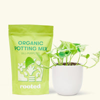 Small Pothos 'Marble Queen' (Epipremnum aureum) in a white rounded pot and a bag of soil.