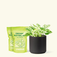Medium Pothos 'Marble Queen' (Epipremnum aureum) in a black cylinder pot and two bag of soil.