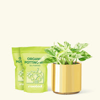 Medium Pothos 'Marble Queen' (Epipremnum aureum) in a gold cylinder pot and two bag of soil.