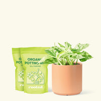 Medium Pothos 'Marble Queen' (Epipremnum aureum) in a peach cylinder pot and two bag of soil.
