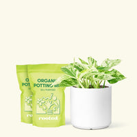 Medium Pothos 'Marble Queen' (Epipremnum aureum) in a white cylinder pot and two bag of soil.